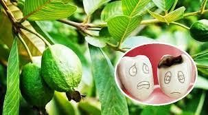 Mẹo chữa đau răng bằng lá ổi